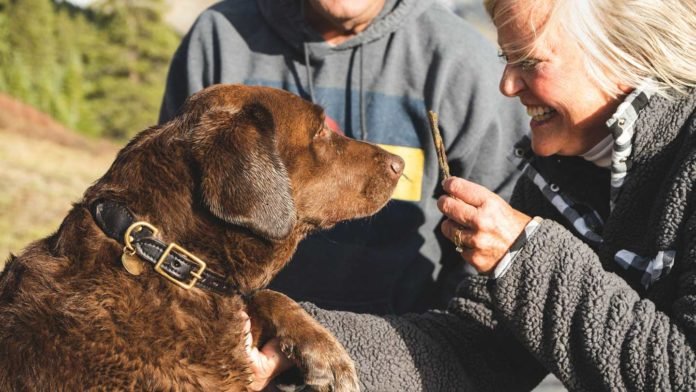 The-Best-Natural-Dog-Treats-That-Are-Safe-and-Healthy-For-Your-Furry-Friend-on-contributionblog