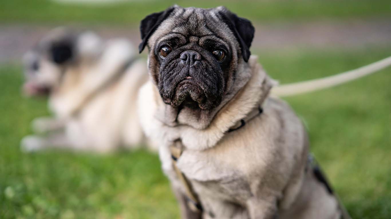 Why Should You Contact A Dog Bite Attorney After An Animal Attack on contributionblog